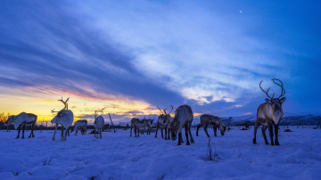 Якутия, олени, снег, зима, мороз, закат, вечер, животные, 3840х2160, 4к