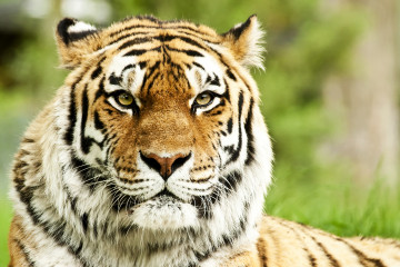 Красивый тигр · бесплатное фото