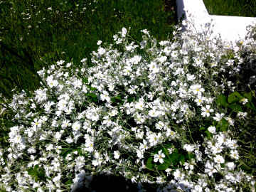 Ясколка, белые цветы, клумба, 3264x2448