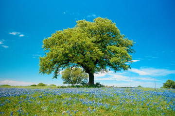 весенний пейзаж, природа, дерево груша, голубые цветы на лугу, голубое небо