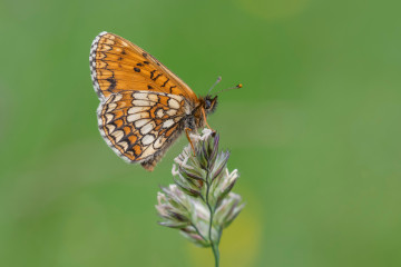 Фото бесплатно природа, бабочка, макросъемка