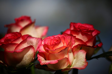 Фото бесплатно макросъёмка, цветы, розовые розы