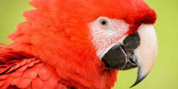 красный попугай, говорящая птица