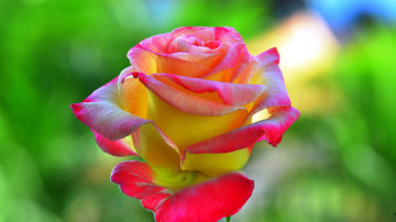 Фото бесплатно розовая роза, макро, лепестки, цветок