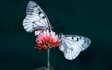 Заставка бабочки, цветок на экран
