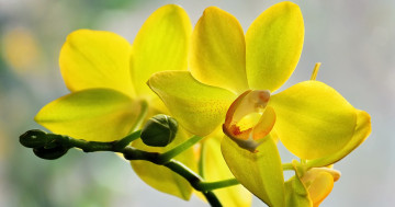 Обои на рабочий стол макро, цветы, природа, желтая орхидея