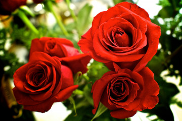 Фото бесплатно красная роза, букет роз, цветок