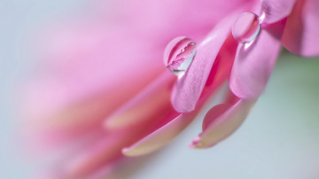 quit hd wallpaper, макро, капли росы на розовом цветке