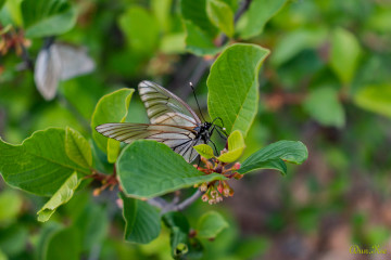 Фото бесплатно зелень, бабочка, листок