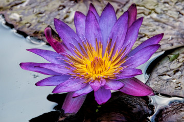 Фото бесплатно фиолетовый цветок, водяная лилия, цветок