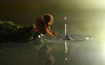 улитка, водоем, слизняк, капля, макро, snail, pond, slug, drop, macro