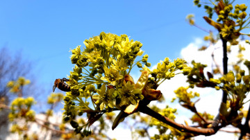 цветущий клен с пчелой 4к весна 3840х2160