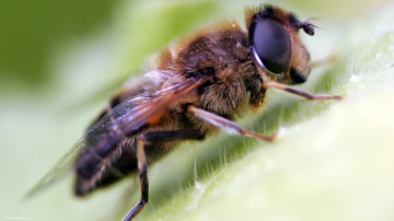 пчела, насекомое, макросъемка,bee, insect, macro