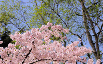 Фото бесплатно цветение сакуры, весна, цветы вишни