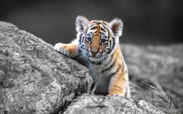тигренок, камни, черно-белый фон, дикие кошки, tiger, rocks, black and white background, wild cats