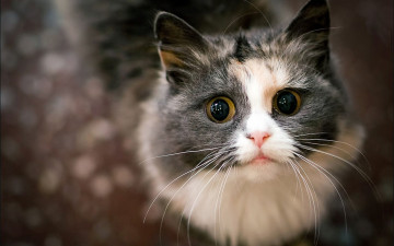 кошка, огромные глаза, длинные вибрисы