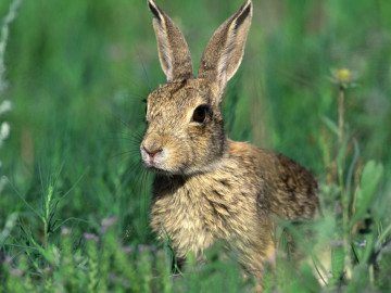 заяц в траве, животные, растения, обои на рабочий стол, Hare in the grass, animals, plants, wallpapers