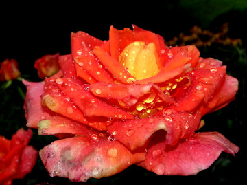 оранжевая роза, макро, цветок, бутон, лепестки, капли, роса, дождь, черный фон, 3260х2440, orange rose, macro, flower, bud, petals, drops, dew, rain, black background