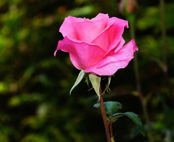 розовая роза, цветок, бутон