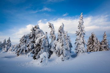 Фото бесплатно сугробы, природа, зимний лес, ёлки в сегу, снег, зима, мороз, голубое небо