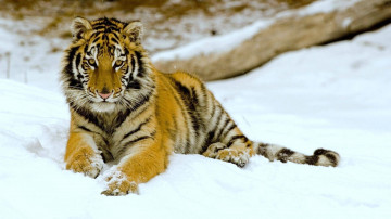 тигр в снегу, большие кошки, дикие животные