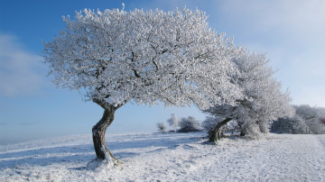 белые деревья на голубом фоне - природа зимой