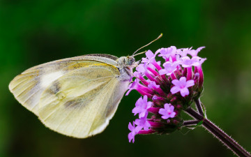 Фото бесплатно макросъёмка, бабочка, насекомые, цветок