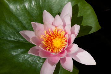 Фото бесплатно нимфея, розовая водяная лилия, зеленый лист, цветок