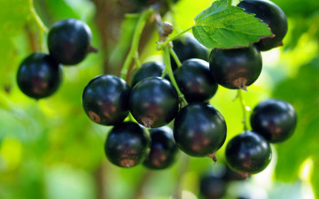 black currant, macro, berries, ripe, green background, черная смородина, макро, ягоды, спелые, зеленый фон