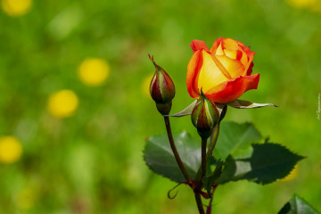 роза, цветок, куст, бутон, природа, весна, rose, flower, bush, bud, nature, spring
