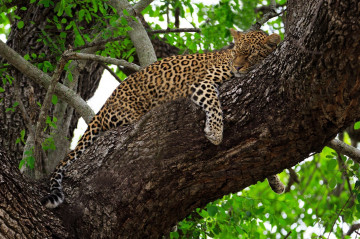 Фото бесплатно леопард, спит на дереве