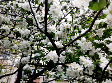 3260х2440 цветущая яблоня во дворе 4к обои природа весна