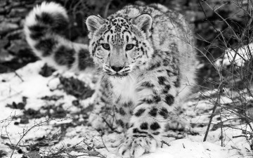 белый леопард, пятнистый, дикие животные, порода кошачьи