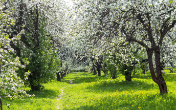 цветущий сад, яблони, весна, природа