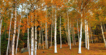 Обои на рабочий стол деревья, золотая осень, пейзаж, лес
