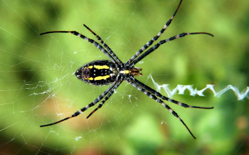Фото бесплатно желтый садовый паук, насекомое, макросъёмка, паутина