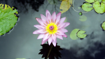 лотос, водяная лилия, цветок, листья, lotus, water lily, flower, leaves