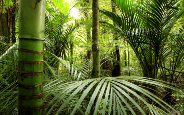непроходимые джунгли, бамбук, растения, листья, природа, обои, Impassable jungle, bamboo, plants, leaves, nature, wallpaper