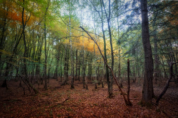 Фото бесплатно опавшие листья, осенний лес, природа