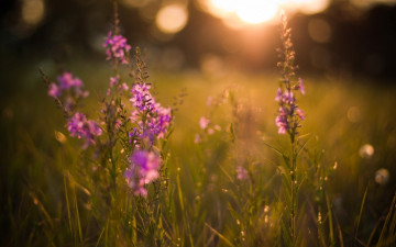 Фото бесплатно обои фиолетовые цветы, размытый фон, поле, полевые цветы, лето, трава