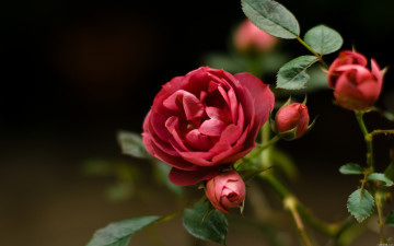 flowers, red rose, bush, buds, leaves, wallpaper, цветы, красная роза, куст, бутоны, листья, обои, फूल, लाल गुलाब, झाड़ी, कलियों, पत्ते, वॉलपेपर