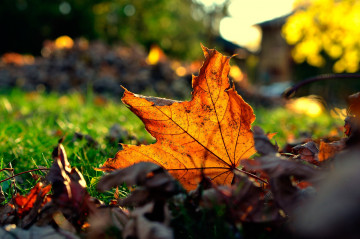 сухой клиновый лист в траве, осень, макро
