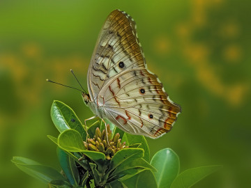 Фото бесплатно зеленые листья, бабочка, насекомое, зелёный фон, макро