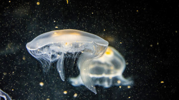 медузы под водой, море, глубина, макро, 3840х2160 4к обои