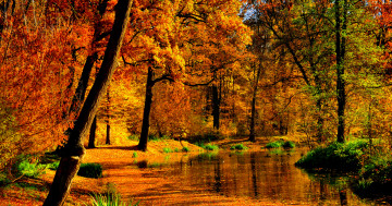 Обои на рабочий стол деревья, осень, пруд, пейзаж, лес