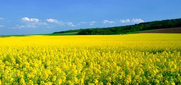 yellow mustard field, blue sky, flowers, beautiful landscape, желтое горчичное поле, голубое небо, цветы, красивый пейзаж