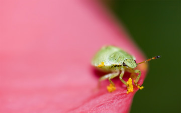 жук зеленый, насекомое, розовый цветок, макро, шикарные обои, скачать, green beetle, insect, pink flower, macro, smart wallpaper download