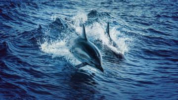 дельфины в океане