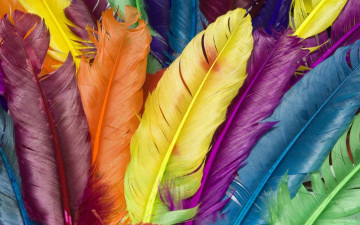 перья окрашенные, разноцветные, макро, яркие красивые обои, Feathers painted, colorful, macro, bright beautiful wallpaper