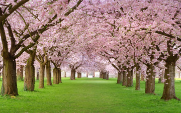 весна, природа, цветущие деревья, аллея, обои хорошего качества, spring, nature, flowering trees, walkway, wallpaper good quality